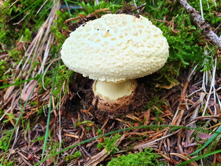 Light green mushroom amanita or phalloides growing on moss.