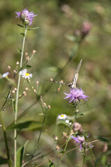 Swallowtail butterfly feeding on a flower at Torre de' Roveri in Italy