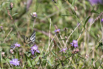 Swallowtail butterfly feeding on a flower at Torre de' Roveri in Italy