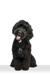 Young black Labradoodle playing isolated on white studio background