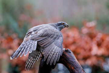 Northern goshawk (accipiter gentilis) sitting in the forest of Noord Brabant in the Netherlands