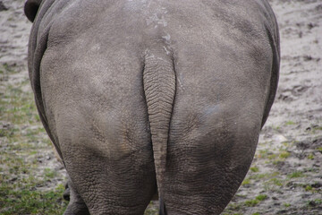 Nashorn