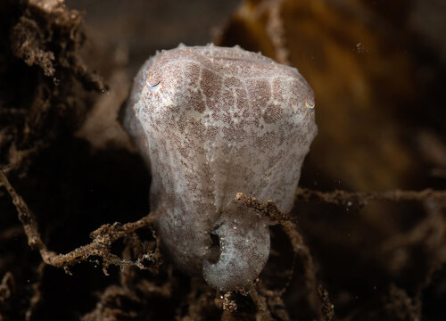 Juvenile Cuttlefish