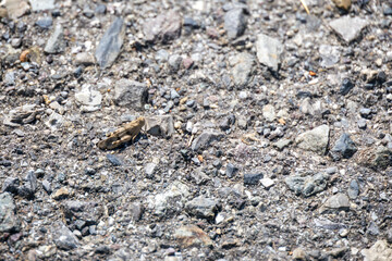 Grasshopper (Omocestus raymondi) in the sunshine in Italy