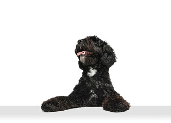 Young black Labradoodle playing isolated on white studio background