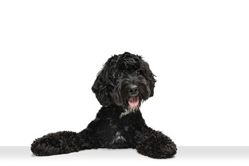Young black Labradoodle playing isolated on white studio background
