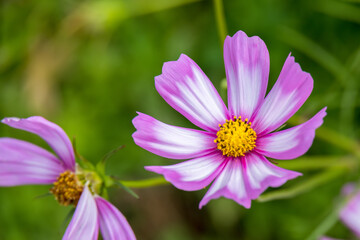 Obraz premium Garden Cosmos (Cosmos bipinnatus Cav.) growing and flowering in a garden in Italy