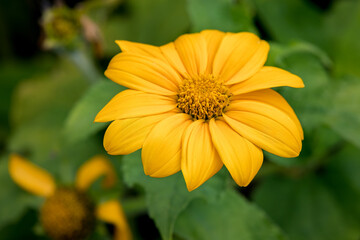 Jerusalem Artichoke (Helianthus tuberosus) flowering in a garden in Italy