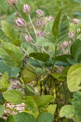 Devil in the bush (Nigella damascena) growing in a garden in Bergamo