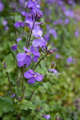 紫のダイコンノハナをアップ(オオアラセイトウ／Orychophragmus  violaceus)

