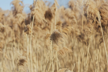 Dry reed field in the sunny day with blue sky on background. Minimal nature landscape.