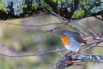 Robin looking alert in a tree on a cold winters day