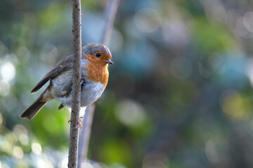 Robin looking alert in a tree on a cold winters day