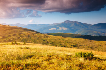 Obraz premium Tranquil sunny day in alpine valley. Location place of Carpathian mountains, Ukraine.