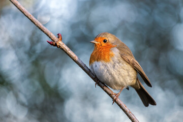 Robin looking alert in a tree on a cold winters day