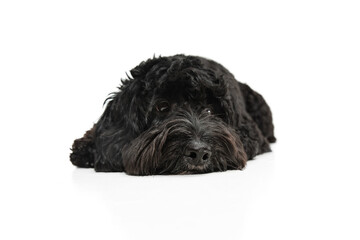 Young black Labradoodle playing isolated on white studio background