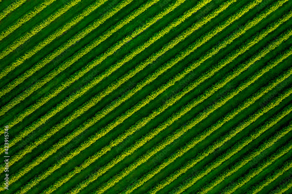 Poster spectacular top view of row blackcurrant bushes.