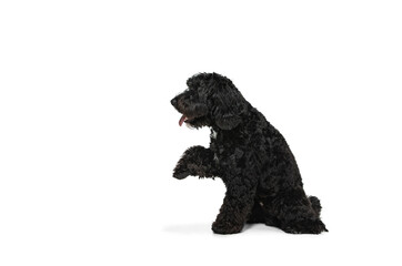 Young black Labradoodle playing isolated on white studio background