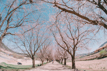 Fototapeta premium Cherry blossoms 봄 벗꽃 봄날