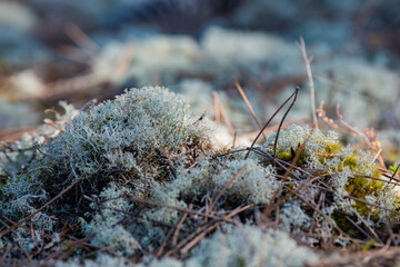 Moss, lichens in a pine forest, Forest massif at Carcans Plage, pine forest near Lacanau, on the French Atlantic coast. High quality photo
