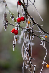 Wild red berries covered with hoar frost on a cold winters day