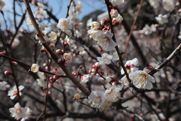 青空に映える白梅