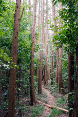 倒木がある山林／毛呂氏館跡（埼玉県毛呂山町）