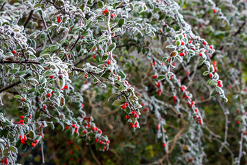 Red Cotoneaster berries covered with hoar frost on a cold winters day