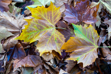 Fallen London Plane leaves in East Grinstead West Sussex