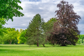 Park in the Fuldaaue with many old trees in Kassel, Germany