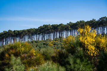 Yellow broom flowers in a pine forest, Forest massif at Carcans Plage, pine forest near Lacanau, on the French Atlantic coast