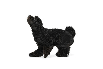 Young black Labradoodle playing isolated on white studio background