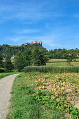 A panoramic view on a field full with ripening pumpkins. The pumpkins are round and yellow. Agricultural land in Austria. There is a castle on the hill in the back, towering above the region.