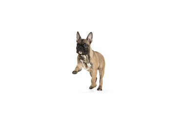 Young brown French Bulldog playing isolated on white studio background