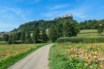 A panoramic view on a field full with ripening pumpkins. The pumpkins are round and yellow. Agricultural land in Austria. There is a castle on the hill in the back, towering above the region.