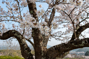 View of Sasayama-jo castle in Tamba-Sasayama city, Hyogo, Japan at full blooming season of cherry blossoms
