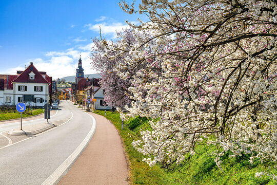 Kallstadt im Fr&uuml;hling (Deutsche Weinstrasse)