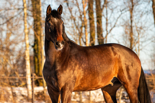 winter horse in snow
