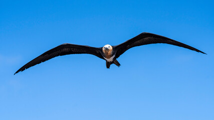 Fototapeta na wymiar An immature great frigatebird male in Galapagos