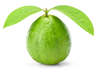 guava with green leaves isolated on white background. clipping path