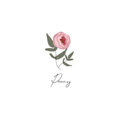 delicate peony branch flower cute hand drawn textures minimal unique floral illustration © Anna Sokol