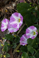 Field Bindweed ( Convolvulus arvensis ) flowering by a roadside near Ardingly