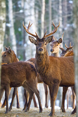 Red deer in winter forest looking to camera. wildlife, Protection of Nature. Cervus elaphus in cold winter day