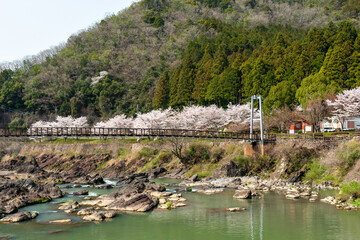 Fototapeta na wymiar View of Kawashiro park in Tamba city, Hyogo, Japan at full blooming season of cherry blossoms