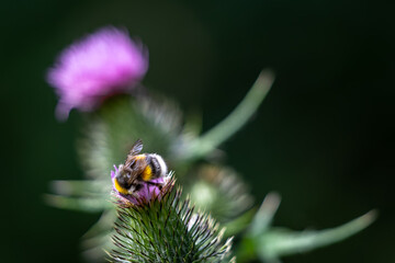 Buff-tailed bumblebee (Bombus terrestris) gathering pollen from a Thistle