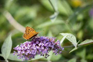 Silver-washed Fritillary (Argynnis paphia) feeding on a Buddleia