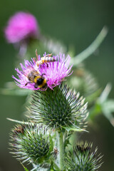 Buff-tailed bumblebee (Bombus terrestris) gathering pollen from a Thistle