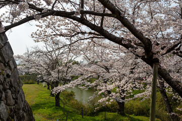 View of Kawashiro park in Tamba city, Hyogo, Japan at full blooming season of cherry blossoms
