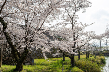 Fototapeta na wymiar View of Kawashiro park in Tamba city, Hyogo, Japan at full blooming season of cherry blossoms