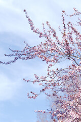 tree flower blossom in spring and blue sky